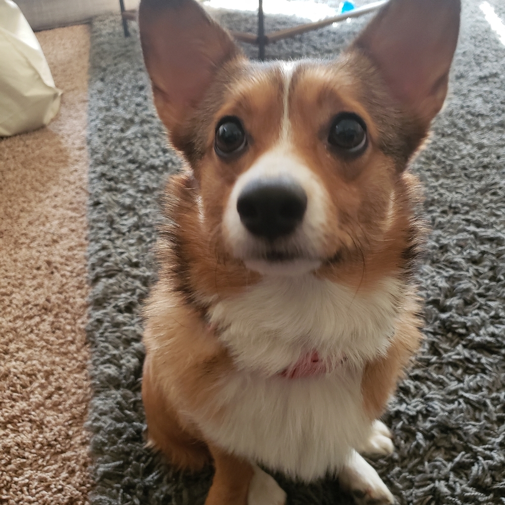 Meet your Posher, River